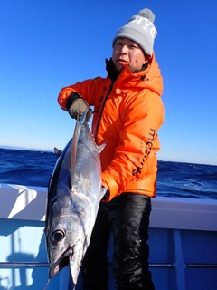 ビンチョウマグロの釣果