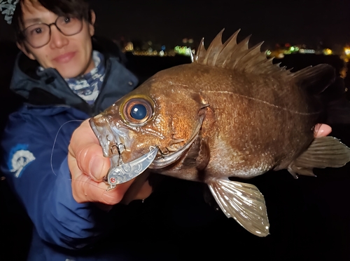 シロメバルの釣果