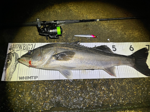 シーバスの釣果