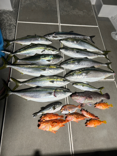 ブリの釣果