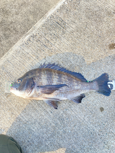 チヌの釣果