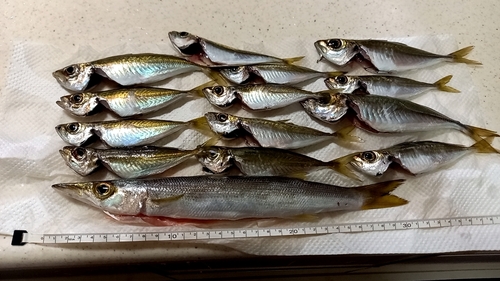 アカカマスの釣果