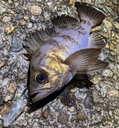 メバルの釣果