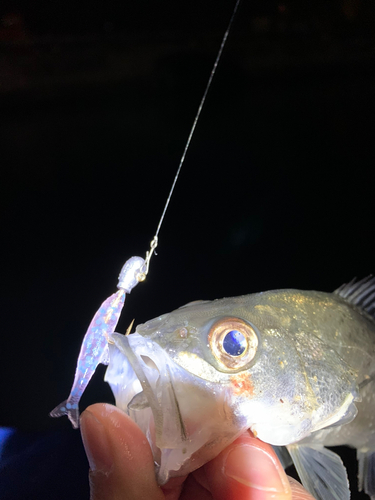 セイゴ（タイリクスズキ）の釣果