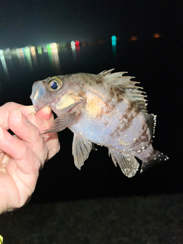 メバルの釣果