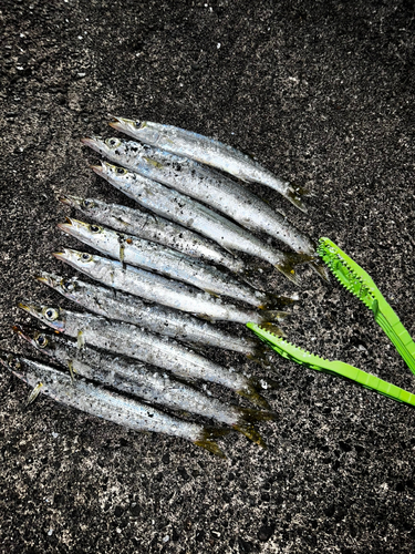 カマスの釣果