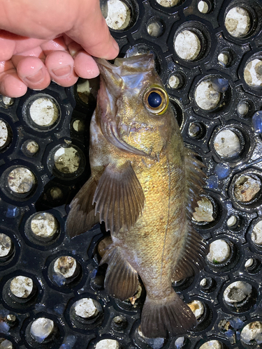 メバルの釣果