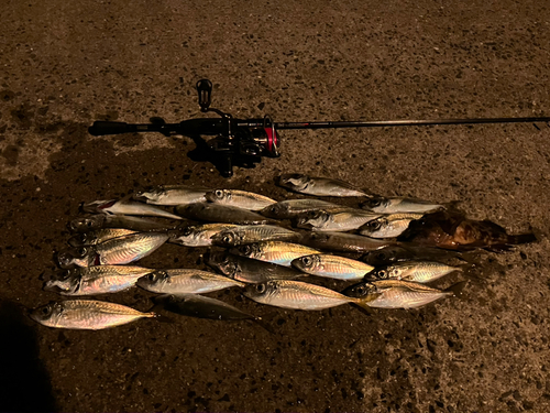 アジの釣果