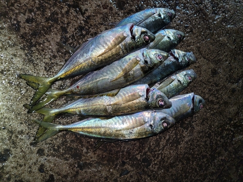 アジの釣果