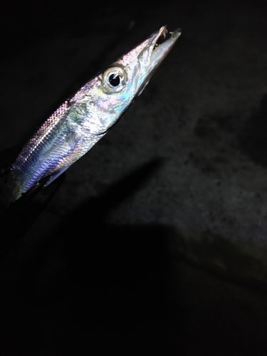 カマスの釣果