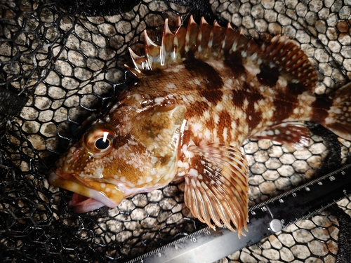 カサゴの釣果