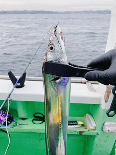 タチウオの釣果