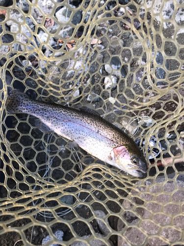 ニジマスの釣果