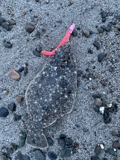 ソゲの釣果