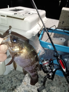 クロメバルの釣果