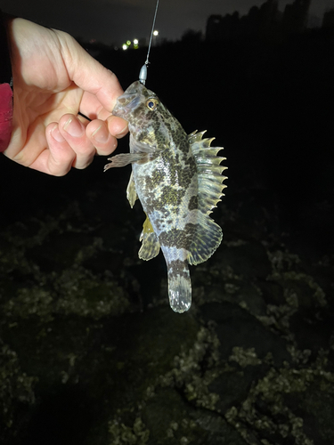 タケノコメバルの釣果