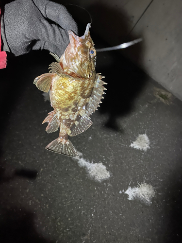 カサゴの釣果