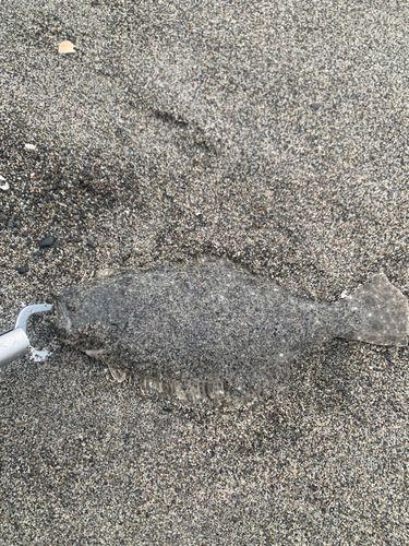 ソゲの釣果