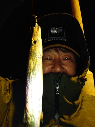 カマスの釣果