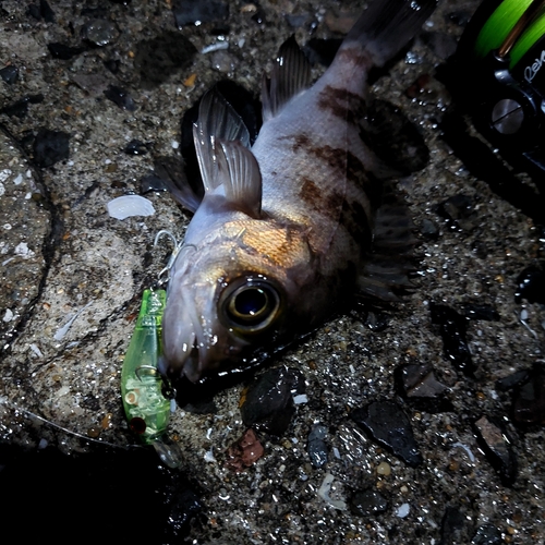 メバルの釣果