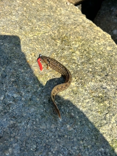 ギンポの釣果