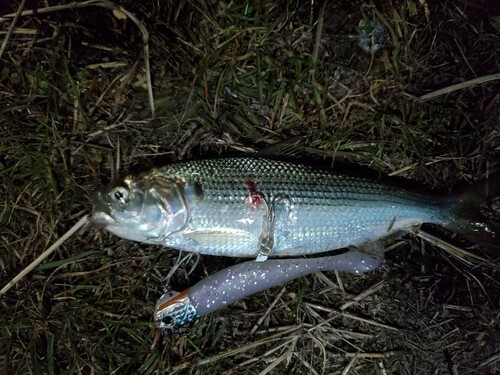 コノシロの釣果