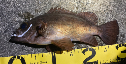 アカメバルの釣果