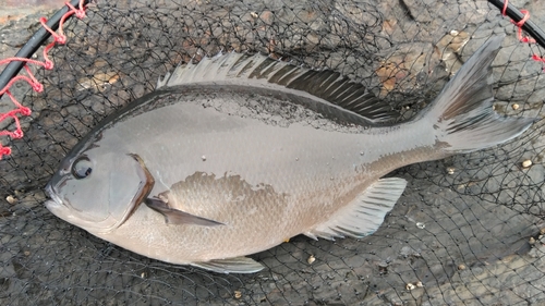 オナガグレの釣果