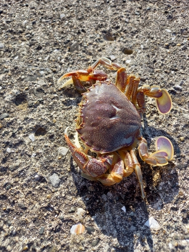 カニの釣果