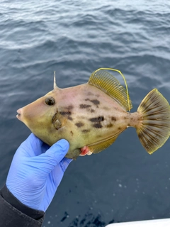 カワハギの釣果