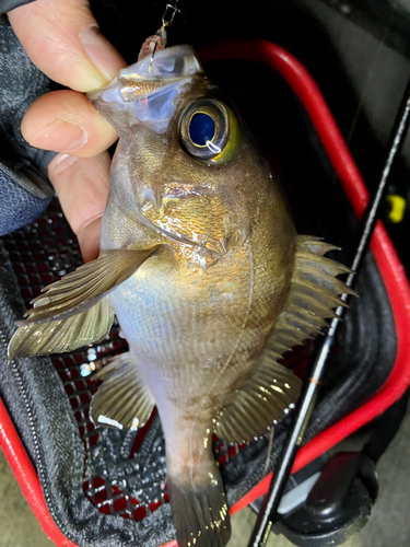 メバルの釣果