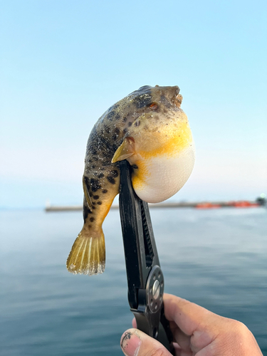 クサフグの釣果