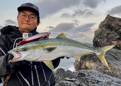 ブリの釣果