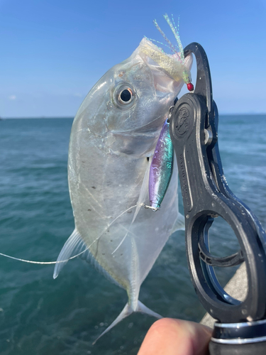 メッキの釣果