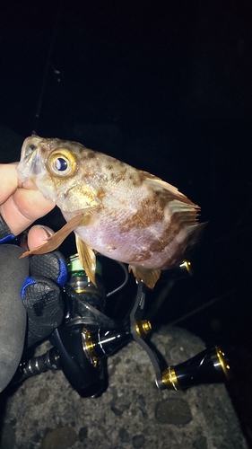 シロメバルの釣果