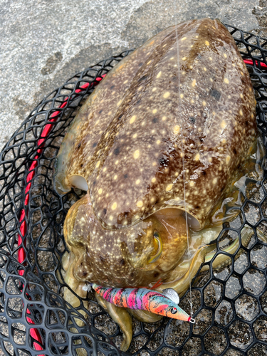 コブシメの釣果