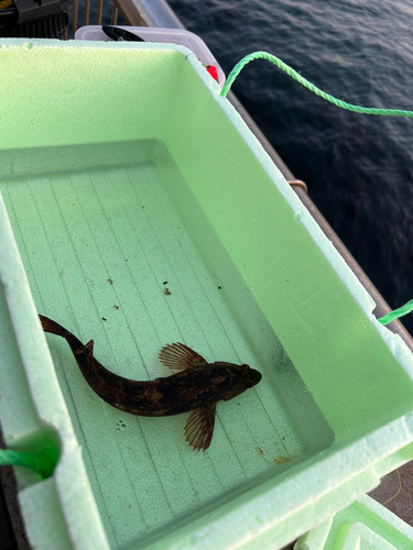 アイナメの釣果