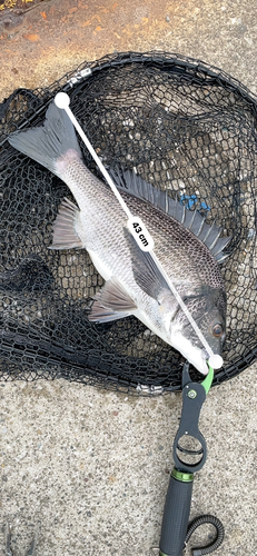 クロダイの釣果