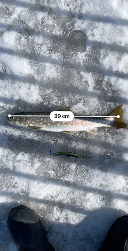 アメマスの釣果