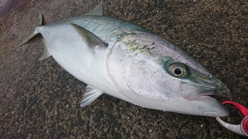 ブリの釣果