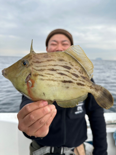 カワハギの釣果