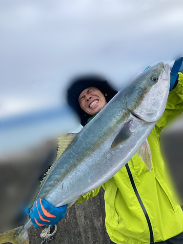 ブリの釣果