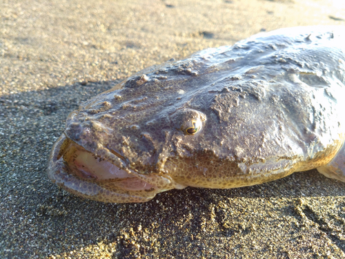 マゴチの釣果