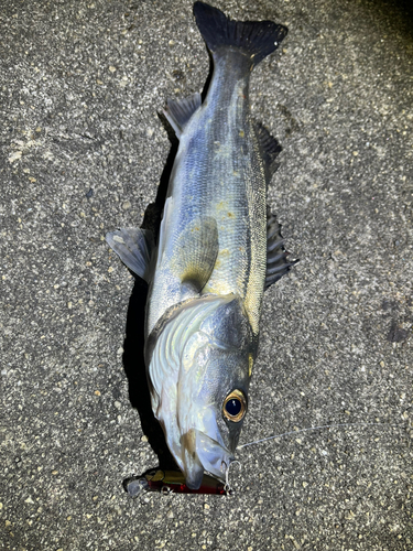 セイゴ（マルスズキ）の釣果