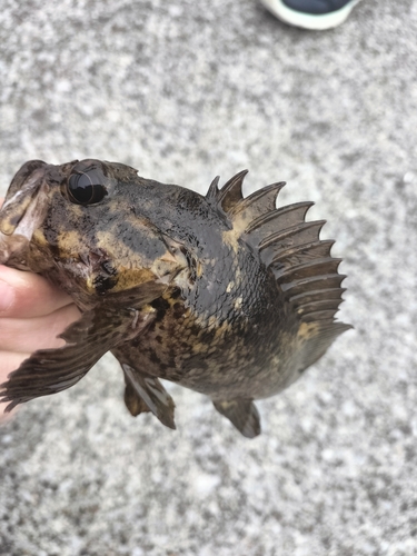 ムラソイの釣果