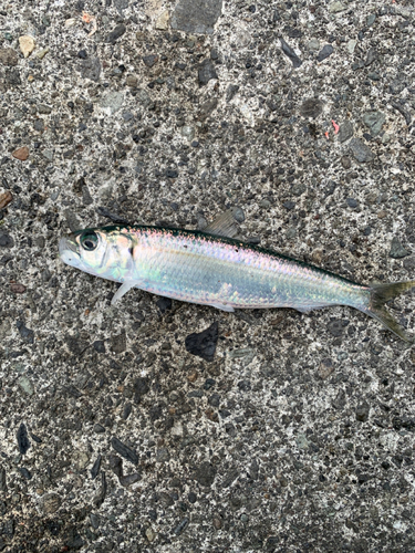 イワシの釣果