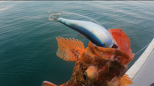 ウッカリカサゴの釣果