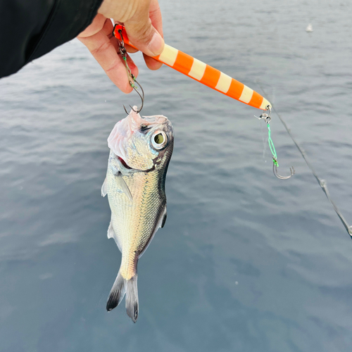 ギンメダイの釣果