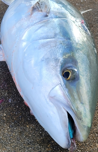 ブリの釣果