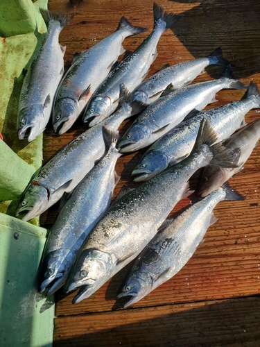 サクラマスの釣果